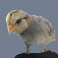 Fluffy Chick Standing and Looking Down.