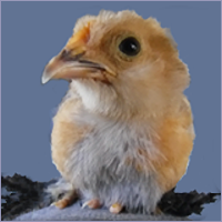 Orange Chick With Black Feathered Feet.