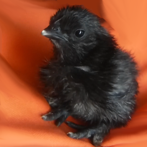 One Day Old Black Frizzled Feather Chick Sitting On An Orange Background.
