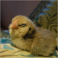 Chick Sitting With Eyes Closed.