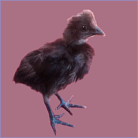 Black Crested Young Rooster.