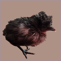 Black Crested Young Rooster.
