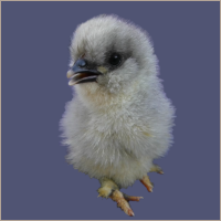 Fluffy Grey Chick.