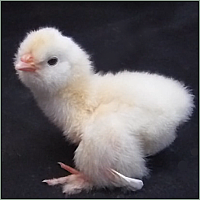 Very Fuzzy White Chick.
