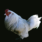Big White Rooster.