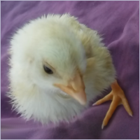 Genetically Modified Chick.