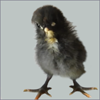 One Day Old Baby Chick Standing.