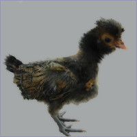 Black Crested Young Hen.