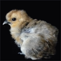 Fuzzy Chick.