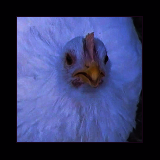 White Pullet.