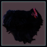 Black Frizzle Cockerel.