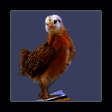 Orange Pullet With White Head.