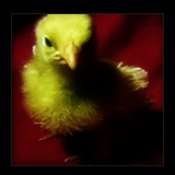 Chick With Curly Yellow Feathers.