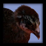 Chick Portrait.