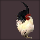 Black-Tailed White Rooster.