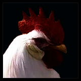 Single-Combed Rooster.