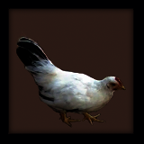 Young White Hen With Black Tail.