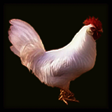 Single-Combed White Rooster Standing.