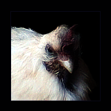 White Chicken Portrait With Purple Face