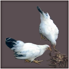 Young Black-Tailed White Male and Female Bantam Couple.