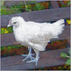 Young Rooster With Light Blue Legs and Face.