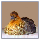 Red Pullet.
