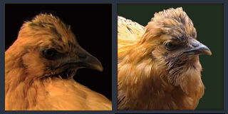 Beautiful Pullet and Hen Portraits.