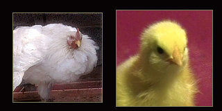 White Cockerel and Yellow Chick.
