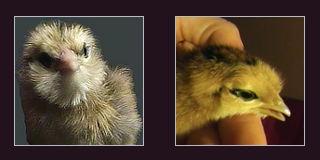 Two Welsummer Chick Headshots.