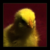 Yellow Chick.