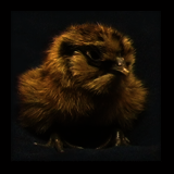 Chick.