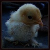 Chick.