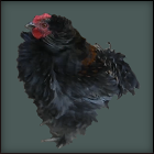 Black and Red Curly Feathered Rooster.