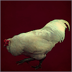 Big White Rooster.