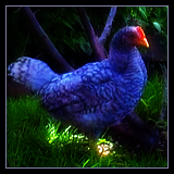 Young Rooster Standing On Lawn.