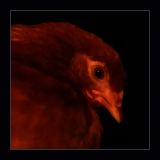 Red Pullet.