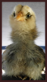 Chick Sitting With Neck Stretched Up.