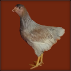 Blue Laced Pullet.