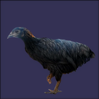 Black Pullet Standing On One Foot.