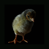 Chick Standing.