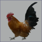 Single Combed Orange Rooster With A Black Tail.