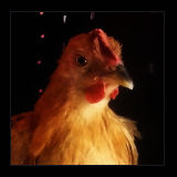 Buff Cockerel Portrait.