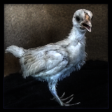 Chick With Blue Legs.