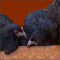Two Black Pullets.