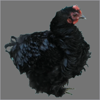 Small Hen With Curly Black Feathers.