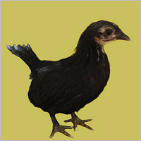 Young Black Hen.