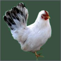 White Hen With Black Tail.