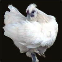White Hen Standing On One Foot.