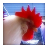 Single Comb On A White Leghorn Rooster.