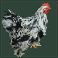 Black and White Rooster With Feathered Feet.